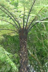 Cyathea cunninghamii.  Mature plant showing the lack of persistent dead fronds, the remnant stipe bases on the trunk,  and the narrow, black stipes.
 Image: L.R. Perrie © Te Papa 2014 CC BY-NC 3.0 NZ